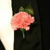 CLASSIC CARNATION AVAILABLE IN MANY COLORS    $ 8.00