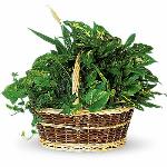 Reference # T212
$64.99
This versatile basket of potted green plants adds beauty, life and fresh air to any space. It''s a long-lasting gift that communicates your love and best wishes, no matter the occasion.