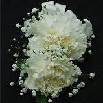 DOUBLE CARNATION WRIST CORSAGE $ 12.50 