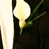 WHITE MINI CALLA LILY  $ 12.50 