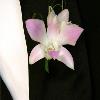 STANDARD DENDROBIUM ORCHID  $ 12.00 