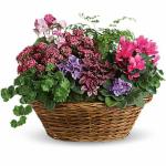 Reference # T97
$ 79.99
It''s a living gift that keeps on giving! This large gift basket of blooming plants includes miniature African violets, pink kalanchoe, hot pink cyclamen 
Exact plants may vary for seasonal availability,