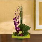 Reference # T81-1A
Starting at $55.99
A kiwi-colored square dish presents an arrangement of purple dendrobium orchids, green carnations, dark pink Sweet William, green hypericum, an emerald palm leaf, bamboo-like equisetum, galax leaves and sheet moss.