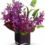 Reference # T81-2B
Starting at $57.95
Purple  orchids are accented with tropical greens including green flax, sword fern, red ti leaves and galax leaves.designed  in a plum-colored glass cube vase.