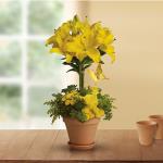 Reference # T56-1A
Starting at  $69.99
This yellow fellow is anything but mellow! Bright yellow lilies are uniquely arranged into a topiary and grounded in a warm terra- cotta pot overflowing with fresh greens. When you want to send something exciting and unexpected, this is your go-to guy.